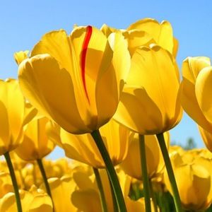 Meet your Posher, Alison